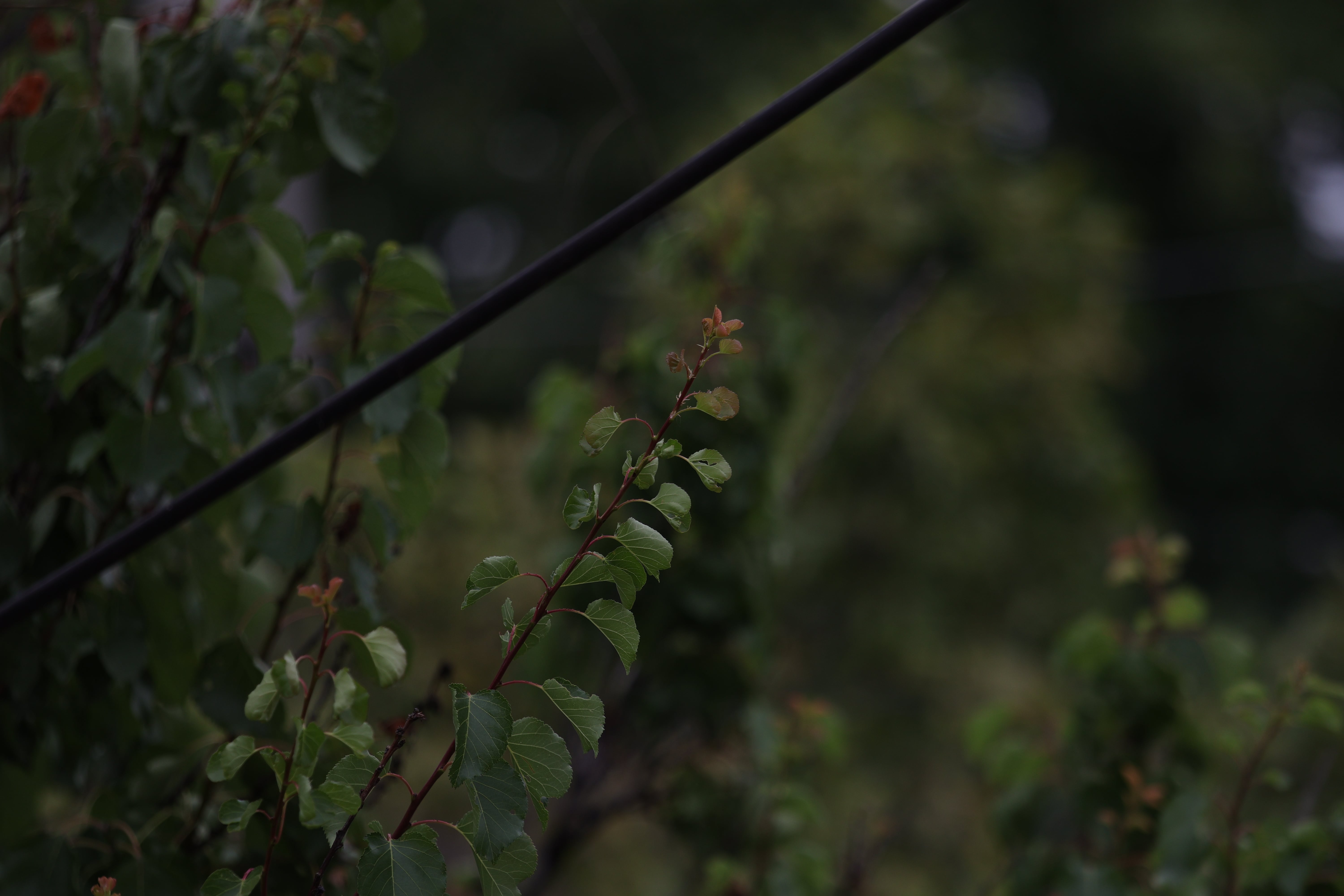 Poza facuta de Canon EOS R50 cu un obiectiv EF 70-200 F4L IS USM cu setarile: ISO 100, F4, 1/1000. Poza direct din aparat fara edit aplicat.